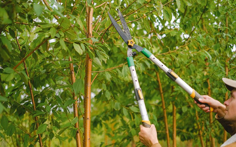 Tree trimming in Waltersburg, PA
